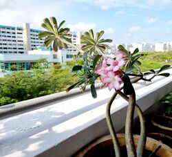 Blk 145 Yishun Street 11 (Yishun), HDB 3 Rooms #580192941